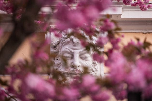 Kirschblüte in der Altstadt von Bonn, 6.4.2026 Seit vielen Jahren ist die Kirschblüte in der Bonner Altstadt ein Touristenmagnet, Auch in diesem Jahr werden wieder zehntausende Menschen in die Stadt kommen und die Kirschblüten in der Breite Straße und Heerstraße bestaunen. Alle Zufahrten zu den Straßen sind seit einigen Tagen abgesperrt, die Zugänge werden bewacht. Bonn NRW Deutschland Copyright: xSebastianxDerixx