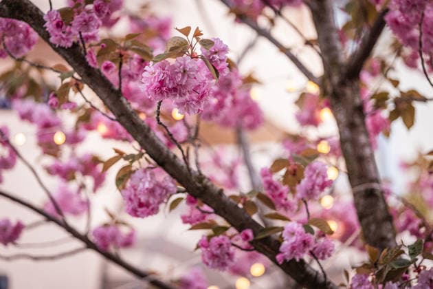 Kirschblüte in der Altstadt von Bonn, 6.4.2026 Seit vielen Jahren ist die Kirschblüte in der Bonner Altstadt ein Touristenmagnet, Auch in diesem Jahr werden wieder zehntausende Menschen in die Stadt kommen und die Kirschblüten in der Breite Straße und Heerstraße bestaunen. Alle Zufahrten zu den Straßen sind seit einigen Tagen abgesperrt, die Zugänge werden bewacht. Bonn NRW Deutschland Copyright: xSebastianxDerixx