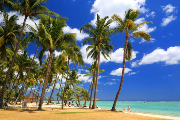 Palm trees sway by the beach as people enjoy the sun near Flic en Flac in Mauritius on a clear day Copyright: GeraintxTellem 1365-1795