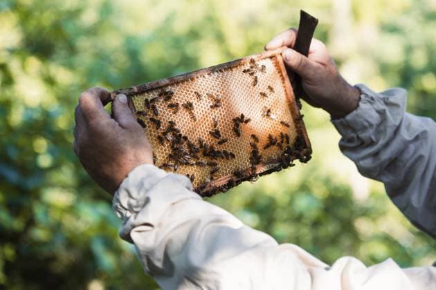 Imker arbeitet im Bienenhaus und zieht die Wabe mit Bienen und Honig aus einem Bienenstock heraus Beekeeper working in apiary, drawing out the honeycomb with bees and honey on it from a hive Copyright: imageBROKER PrzemekxKlos ibxiqx16933033.jpg ,model released, Symbolfoto ,property released