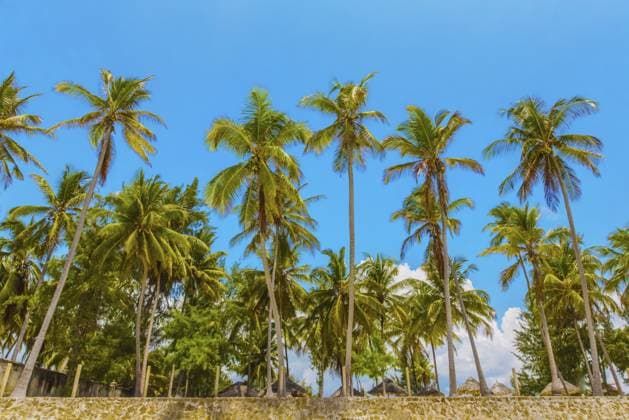 Palmen vor blauem Himmel an der tropischen Küste, Hintergrund mit Copy Space.TRAVEL Konzept Palm trees against blue sky at tropical coast, background with copy space.Travel concept Copyright: imageBROKER OlenaxHuhn ibxiqx16998048.jpg