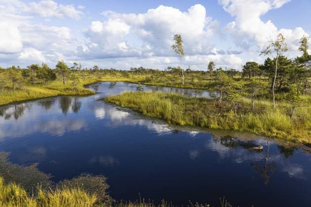 Riesiges Hochmoor im Kemeri Nationalpark in Lettland mit dunklen Teichen, Pinien und Wolkenreflexionen Vast raised bog in Kemeri National Park, Latvia, with dark pools, pines, and cloud reflections Copyright: imageBROKER Tartezy ibxiqx17103699.jpg