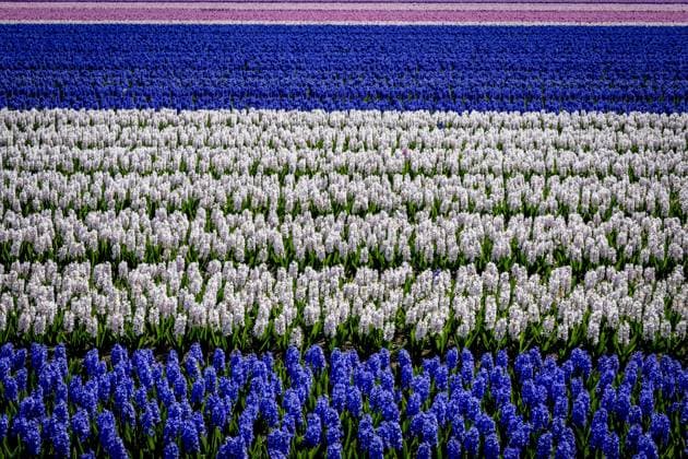 LISSE - Bulb fields in bloom ROBIN UTRECHT ANP netherlands out - belgium out  Copyright: xx x555212382x originalFilename: 555212382.jpg