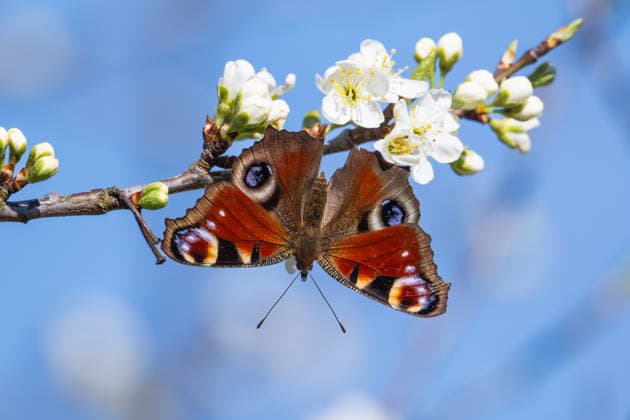 Tagpfauenauge sucht Nahrung an Blüten eines Mirabellenbaumes, Garten, Wilnsdorf, Siegerland, Nordrhein-Westfalen, Deutschland, 7.4.2026 *** Peacock butterfly looking for food on flowers of a mirabelle tree, garden, Wilnsdorf, Siegerland, North Rhine-Westphalia, Germany, 7 4 2026 Copyright: xDirkxManderbachx