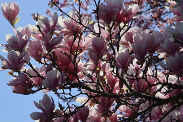 Blühende Magnolien im April. *** Blooming magnolias in April