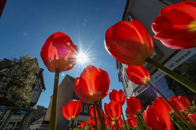 Fruehling (Frühling) mit Traumwetter in der Stadt Siegen. Die Blumen in den Beeten in der Siegener Oberstadt bluehen (blühen) und die Sonne strahlt vom blauen wolkenlosen Himmel. Fruehling (Frühling) im Siegerland am 07.04.2026 in Siegen Deutschland. *** Springtime with dream weather in the city of Siegen The flowers in the flower beds in Siegens upper town are blooming and the sun is shining from the blue, cloudless sky Springtime in Siegerland on 07 04 2026 in Siegen Germany