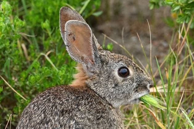 April 7, 2026, Pacific Grove, California, US: Brush Rabbit (Sylvilagus bachmani) Munches on Grass Pacific Grove US  - ZUMAm225 20260407_zap_m225_001 Copyright: xRoryxMerryx