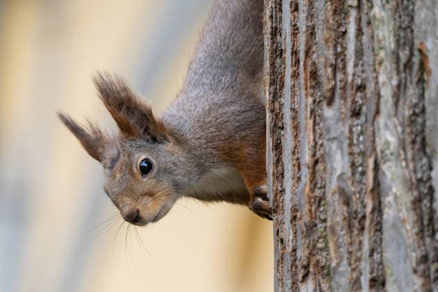 April 7, 2026, Stockholm, Stockholm, Sweden: A squirrel climbs a tree in a park in Stockholm, Sweden. Stockholm Sweden  - ZUMAb332 20260407_zip_b332_004 Copyright: xMatiasxBasualdox
