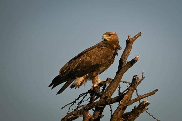 Steppe eagle turns head perched on branch - Steppe eagle turns head perched on branch Copyright: xnickdale_1x Panthermedia101634680.jpg