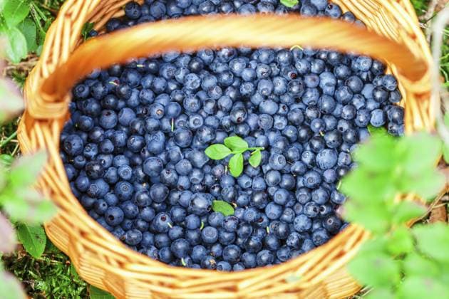 Food, Frische wilde Blaubeeren in einem Weidenkorb im Sommerwald. Selektiver Fokus Food, Fresh wild blueberries in a wicker basket in the summer forest. Selective focus Copyright: imageBROKER ViktoryxPanchenko ibxiqx17135094.jpg
