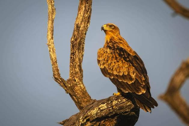 Tawny eagle framed by branches in tree - Tawny eagle framed by branches in tree Copyright: xnickdale_1x Panthermedia102399538.jpg
