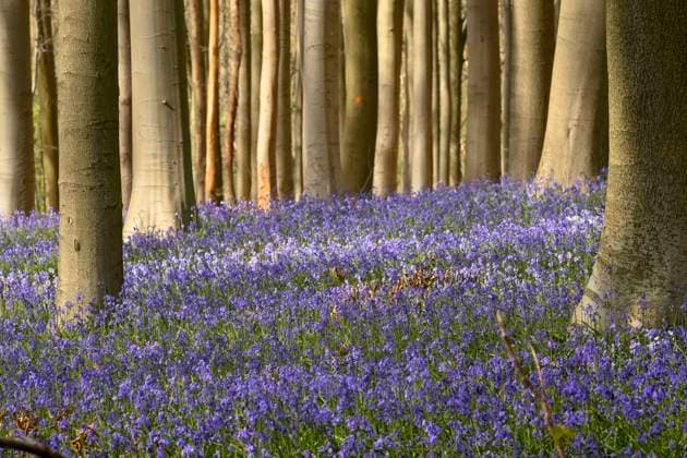 Hallerbos BlueBell Forest BRUSSELS, BELGIUM - APRIL 09: Common Bluebell blossoming In the forest of Halle for a yearly and magnificent spectacle pictured on April 09, 2026 in Brussels, Belgium, 09 04 2026 Brussels Belgium  Copyright: xPhilipxReynaersx