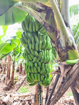 a banana plantation for growing fruits for the market banana plantation in the tropical region