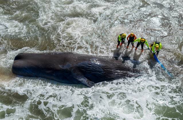 News Bilder des Tages Stranded sperm whale PHOTOPQR OUEST FRANCE Franck Dubray Préfailles 10 04 2026 Sapeurs pompiers et sauveteurs SNSM ont tenté en vain de sauver une baleine cachalot de 12 mètres, dont le poids est estimé à 17 tonnes sur la grande plage de Préfailles en Loire Atlantique Photo Franck Dubray 10 April 2026 Préfailles Loire Atlantique , France Firefighters and SNSM lifeguards made a futile attempt to rescue a 12-metre sperm whale, estimated to weigh 17 tonnes, on the main beach at Préfailles in Loire Atlantique Préfailles France  Copyright: xPHOTOPQR OUESTxFRANCE MAXPPPxFranckxDubrayx 20260410OFR3489 20260410OFR3489