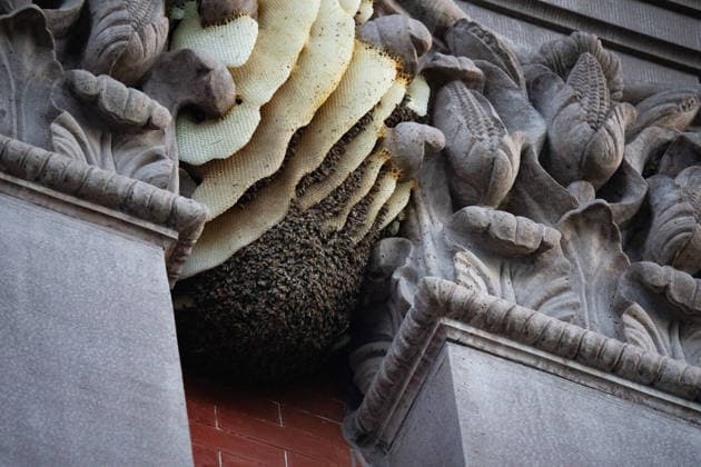 News Bilder des Tages April 10, 2026, Washington, Dc, United States: A swarm of bees built a hive on the Smithsonian Renwick Art Gallery across the street from the White House on April 10, 2026 in Washington, D.C. Beekeeper Billy Mullenax removed the bees, which he estimates to number about 50,000, and will relocate them to a farm in suburban Maryland. Washington United States - ZUMAl312 20260410_znp_l312_002 Copyright: xAndrewxLeydenx