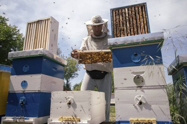 Ein Imker untersucht draußen eine Wabe mit Bienen rund um bunte Bienenstöcke, Landschaft, Serbien A beekeeper examines a honeycomb with bees around colorful beehives outside, Countryside, Serbia Copyright: imageBROKER BratislavxStefanovic iblbrs17242953.jpg