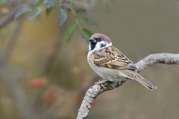 Feldsperling oder Feldspatz (Passer montanus), sitzt auf abgestorbenen Ast, Limbach, Burgenland, Österreich Tree sparrow (Passer montanus), sitting on a dead branch, Limbach, Burgenland, Austria Copyright: imageBROKER AdelheidxNothegger ibxano17243114.jpg