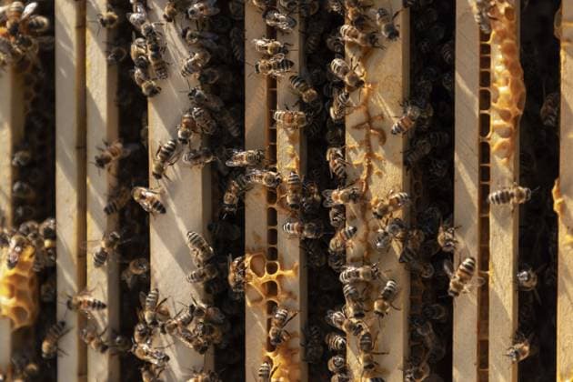 Bienen schwärmen von Holzrahmen in einem Bienenstock, Sonnenlicht beleuchtet Teile von Waben, Landschaft, Serbien Bees swarm wooden frames in a beehive, sunlight illuminating sections of honeycomb, Countryside, Serbia Copyright: imageBROKER BratislavxStefanovic ibxbrs17242950.jpg