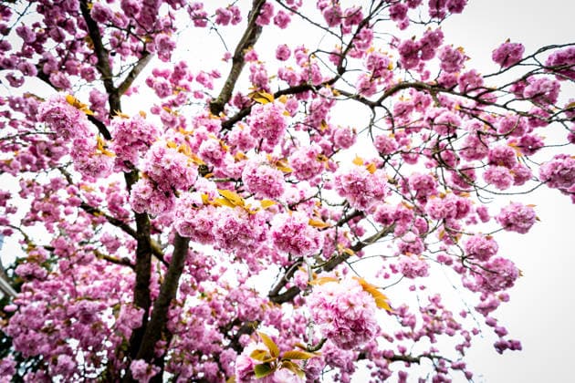 12.04.2026 - Impression: Die Kirschbäume in der Ritterstraße in Mainz (Rheinland-Pfalz) zeigen sich derzeit in voller rosafarbener Blüte. Die Blütezeit beträgt je nach Wetterlage nur wenige Wochen. Mainz Ritterstraße Rheinland-Pfalz Deutschland *** 12 04 2026 Impression The cherry trees in Ritterstraße in Mainz Rhineland-Palatinate are currently in full pink bloom Depending on the weather, the flowering period only lasts a few weeks Mainz Ritterstraße Rhineland-Palatinate Germany Copyright: xBEAUTIFULxSPORTS RaphaelxSchmittx