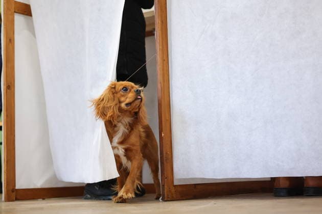 (260412) -- BUDAPEST, April 12, 2026 -- A dog accompanies its owner at a polling station in Budapest, Hungary, April 12, 2026. Hungary s parliamentary elections kicked off at 6:00 a.m. local time (0400 GMT) on Sunday, with about 8.1 million eligible voters, according to the National Election Office. (Photo by Xinhua) HUNGARY-BUDAPEST-PARLIAMENTARY ELECTIONS DavidxBalogh 