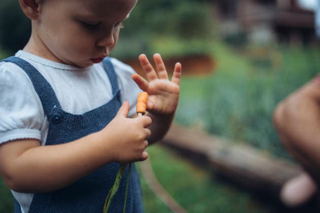Toddler holding freshly harvested carrots in garden. Little girl holding freshly harvested carrots in garden. model released