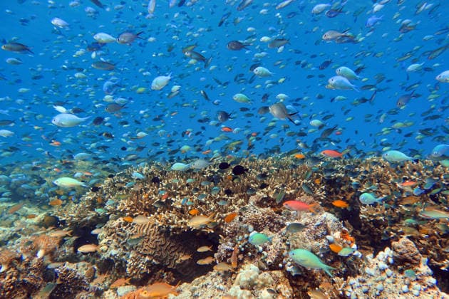 Indonesia Flores Maumere tropical reef fish school above coral reef Indonesia, East Nusa Tenggara, Maumere CR_GFEQ260412-1998926-01
