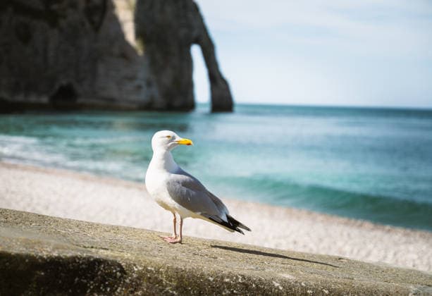 Seagull near Etretat famous cliff arch by Atlantic ocean Étretat, Normandy, France CR_PJJZ26041137-1994793-01
