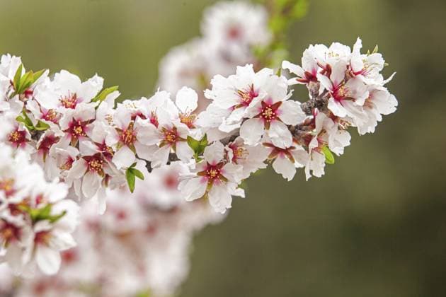 Februar und März sind die wichtigsten Monate für die Blüte von Pfirsich und Mandel, einer Explosion von Farben, die Tausende Hektar in der Provinz Murcia bedeckt February and march are the key months for the flowering of peach and almond, an explosion of colors that covers thousand of acres in the province of Murcia Copyright: imageBROKER DiegoxLezama ibxdlo17117562.jpg