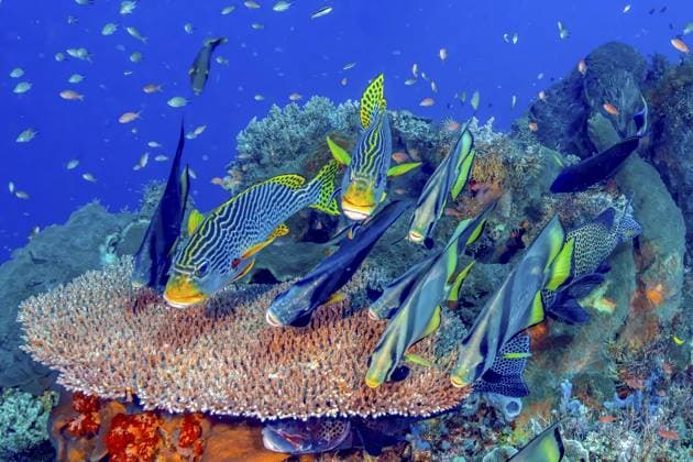 Gruppe von links Gelbgestreifte Süßlippe (Plectorhinchus lineatus) und rechts Spitzkopf-Fledermausfisch (Platax pinnatus) schwimmt über intakte Tischkoralle (Acropora hyacinthus) in lebendiges Korallenriff, Flores, Indonesien Group of left yellow-striped sweetlips (Plectorhinchus lineatus) and right pointed batfish (Platax pinnatus) swimming over intact table coral (Acropora hyacinthus) in living coral reef, Flores, Indonesia Copyright: imageBROKER FrankxSchneider ibxfrs17318781.jpg