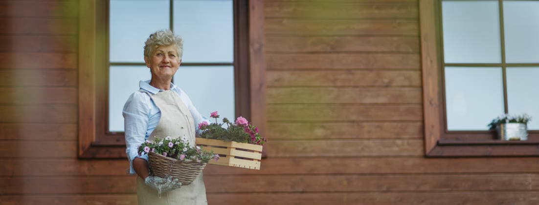 Senior woman gardening in spring, holding flowering plants. Portrait of senior woman gardening in spring, holding flowering plants. Banner with copy space. model released