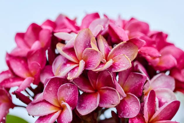 Pink Plumeria Flowers with Water Droplets Phiman, Satun, Thailand R_GXKV260411B-1996935-01