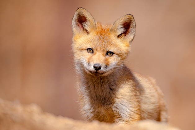 Creative Highlights World RUSSIA, VLADIVOSTOK - APRIL 13, 2026: A red fox cub is spotted in a suburb of Vladivostok on Russky Island off Russia s Pacific coast. The fox population on Russky Island has begun to recover after widespread poaching in the 1990s. Litters typically consist of 5-6 cubs. Yuri Smityuk TASS  91233298