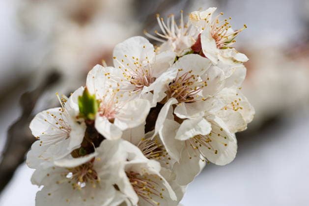 RUSSIA, LUGANSK - APRIL 13, 2026: A blooming apricot tree. Alexander Reka TASS  91235351