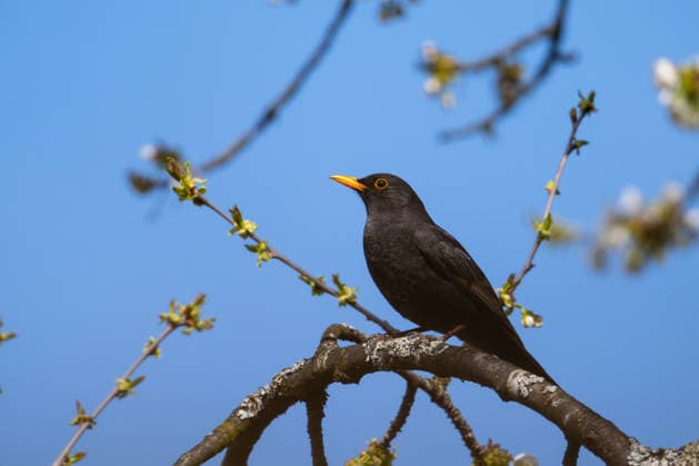 Amsel-Männchen sitzt auf Ast einer Vogelkirsche, Garten, Wilnsdorf, Siegerland, Nordrhein-Westfalen, Deutschland, 9.4.2026 *** Male blackbird sitting on a branch of a bird cherry, garden, Wilnsdorf, Siegerland, North Rhine-Westphalia, Germany, 9 4 2026 Copyright: xDirkxManderbachx