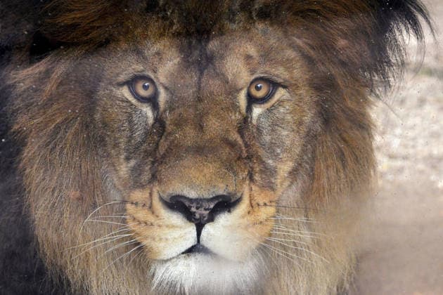 April 13, 2026, Liberec, Czech Republic: A Barbary lion at the Liberec Zoo, Czech Republic. Barbary lions, also known as Atlas lions, range in colour from light to dark tawny and are considered extinct in the wild. Liberec Czech Republic  - ZUMAr156 20260413_aap_r156_001 Copyright: xSlavekxRutax