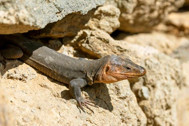 Creative Highlights World Gran-Canaria-Rieseneidechse (Gallotia stehlini), sonnt sich an Mauer, Kanaren, Gran Canaria, Maspalomas Giant Canary Island Lizard (Gallotia stehlini), sunbathing on a wall, Canary Islands, Gran Canaria, Maspalomas BLWS745810 *** Gran Canaria Rieseneidechse Gallotia stehlini , suns itself to Wall, Canary Islands, Gran Canaria, Maspalomas Giant Canary Iceland Lizard Gallotia stehlini , sunbathing ON a wall, Canary Iceland, Gran Canaria, Maspalomas BLWS745810 Copyright: xblickwinkel M.xWoikex