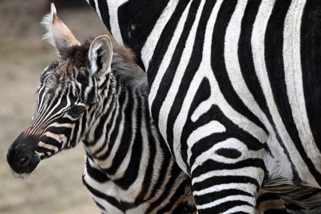 April 14, 2026, Liberec, Czech Republic: A male Maneless Zebra foal, less than two weeks old, was born in early April 2026 at Liberec Zoo, where he can already be seen in the enclosure with his mother (pictured). The Maneless Zebra (Equus quagga borensis) is one of Africa™s most endangered ungulates, with the wild population currently surviving in only two locations in Uganda. The European captive population consists of just 40 individuals. Liberec Czech Republic  - ZUMAr156 20260414_aap_r156_003 Copyright: xSlavekxRutax