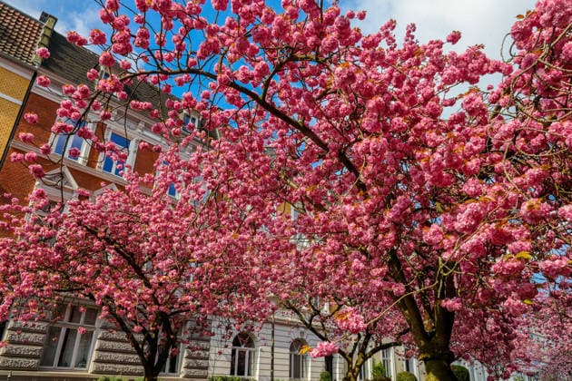 Kirschblüte in Münsters Schulstraße - der Straßenzug im Kreuzviertel, mit üppig blühenden japanischen Zierkirschen. Für das Kreuzviertel typisch ist eine dichte, geschlossene Bebauung, teilweise geprägt von Altbauten von Beginn des 20. Jahrhunderts. DEU, Deutschland, Nordrhein-Westfalen, Münster, 14.04.2026 *** Cherry blossom in Münsters Schulstraße the street in the Kreuzviertel, with lushly blossoming Japanese ornamental cherries Typical for the Kreuzviertel is a dense, closed development, partly characterized by old buildings from the beginning of the 20th century DEU, Germany, North Rhine-Westphalia, Münster, 14 04 2026