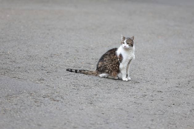 Rob Jetten-Keir Starmer meeting in London LONDON, UK - APRIL 14: Larry, the Downing Street Cat, sits on the road as Dutch Prime Minister Rob Jetten meets UK Prime Minister Keir Starmer at 10 Downing Street, the Prime Minister s Office, in London, United Kingdom on April 14, 2026. Zeynep Demir Anadolu London United Kingdom. Editorial use only. Please get in touch for any other usage.  Copyright: x2026xAnadoluxZeynepxDemirx