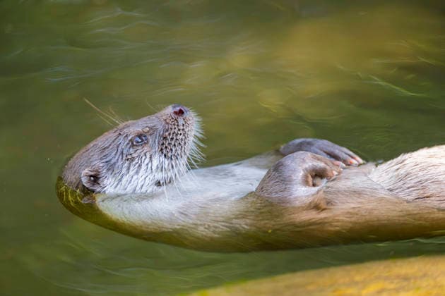 Europaeischer Fischotter, Eurasischer Fischotter, Fischotter (Lutra lutra), auf dem Ruecken schwimmend, Halbportraet, Deutschland, Bayern European river otter, European Otter, Eurasian Otter (Lutra lutra), swimming on its back, half-length portrait, Germany, Bavaria BLWS745613 *** european Otter, Eurasian Otter, Otters Lutra Lutra , at the Backs floating, Half portrait, Germany, Bavaria European River otter, European Otter, EURASIAN Otter Lutra Lutra , Swimming ON its back, Half length portrait, Germany, Bavaria BLWS745613 Copyright: xblickwinkel D.xu.xM.xSheldonx