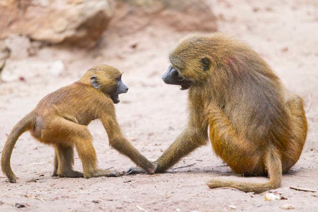 Creative Highlights World Guineapavian, Guinea-Pavian, Sphinxpavian, Sphinx-Pavian, Roter Pavian (Papio papio), Jungtier streitet sich mit einem erwachsenen Guineapavian Guinean baboon, Western baboon (Papio papio), young animal arguing with an adult guinea baboon BLWS745601 *** Guinea baboon, Guinea Baboon, Sphinxpavian, Sphinx Baboon, Red Baboon Papio Papio , Kitten disputes itself with a Adults Guinea baboon Guinean baboon, Western Baboon Papio Papio , Young Animal arguing With to Adult Guinea Baboon BLWS745601 Copyright: xblickwinkel D.xu.xM.xSheldonx