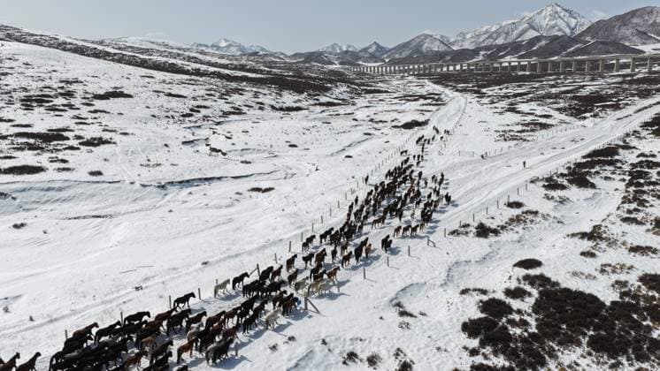 News Bilder des Tages #2 (260415) -- BEIJING, April 15, 2026 -- An aerial drone photo taken on April 14, 2026 shows horses of the Shandan Horse Breeding Farm in northwest China s Gansu Province. During plowing season, herdsmen started to guide horses to move from farmlands to natural grasslands. (Photo by Xinhua) XINHUA PHOTOS OF THE DAY WangxChao 
