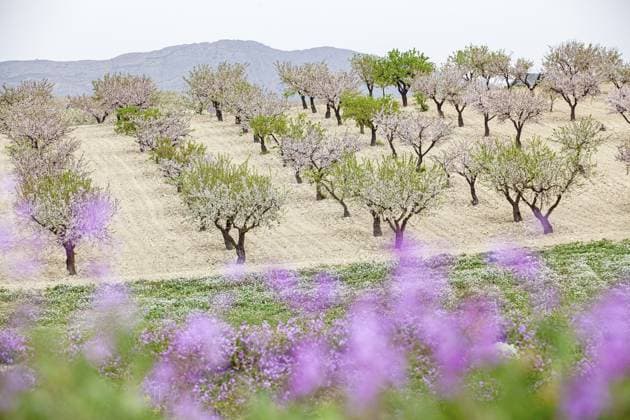 Februar und März sind die wichtigsten Monate für die Blüte von Pfirsich und Mandel, einer Explosion von Farben, die Tausende Hektar in der Provinz Murcia bedeckt February and march are the key months for the flowering of peach and almond, an explosion of colors that covers thousand of acres in the province of Murcia Copyright: imageBROKER DiegoxLezama ibxdlo17117587.jpg