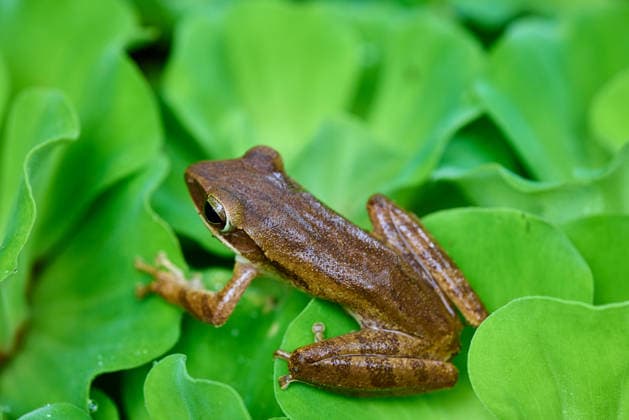 Brown Tree Frog Resting on Green Aquatic Leaves Phiman, Satun, Thailand R_GXKV260410-1995928-01