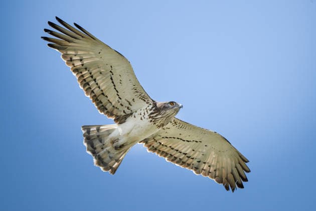 Spring birds of Gediz Delta in Izmir, Turkiye IZMIR, TURKIYE - APRIL 11: A short-toed snake eagle (Circaetus gallicus) flies over Gediz Delta in Izmir, Turkiye on April 11, 2026. The Gediz Delta in Izmir, one of Turkiye’s most significant wetlands, has begun hosting numerous bird species with the arrival of spring. Listed on the UNESCO World Heritage Tentative List and noted for its rich biodiversity, the delta serves as a critical breeding ground for more than 100 bird species. Alper Tuydes Anadolu Izmir Turkey. Editorial use only. Please get in touch for any other usage.  Copyright: x2026xAnadoluxAlperxTuydesx