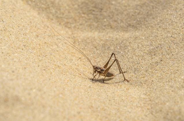 Creative Highlights World Braune Buschkricket auf sandigem Boden in Südfrankreich gesehen Brown bush cricket on sandy ground seen in southern France Copyright: imageBROKER AchimxPrill ibxapr17324791.jpg