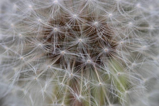 Creative Highlights World Glimpse of spring in Ankara ANKARA, TURKIYE - APRIL 16: A dandelion is seen at the Botanik Park as trees surrounding the park bloom in spring, adding vibrant colors and natural beauty to the landscape in Cankaya district of Ankara, Turkiye on April 16, 2026. Zeynep Tascioglu Anadolu Ankara Turkey. Editorial use only. Please get in touch for any other usage.  Copyright: x2026xAnadoluxZeynepxTascioglux