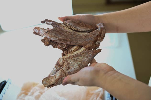 SaO JOaO DO POLÃªSINE, RS - 17.04.2026: RÃ PTIL DE 230 MI ANOS _ BICO DE PAPAGAIO - Images of the 230-million-year-old reptile with a "parrot beak" discovered in Agudo, RS. A new species of 230-million-year-old reptile, with a beak similar to a parrot& 39;s, was discovered in research coordinated by paleontologist Rodrigo Temp Muller and master& 39;s student Jeung Hee Schiefelbein, in research carried out in 2020, and only now disclosed by the team. The new fossil was named Isodapedon varzealis by the scientific journal Royal Society Open Science. It is estimated that the quadrupedal herbivorous reptile belongs to a group known as rhinosaurs, measured between 1.2 and 1.5 meters in length, with its pointed beak probably used to c  AntÃ nioxMachado