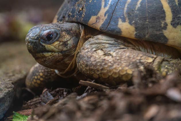 Eine Strahlenschildkröte (Astrochelys radiata) im Tierpark Berlin-Friedrichsfelde in Berlin-Friedrichsfelde. *** A radiated tortoise Astrochelys radiata at Tierpark Berlin Friedrichsfelde in Berlin Friedrichsfelde