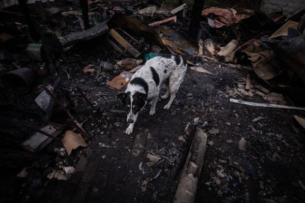 April 19, 2026, Shostka, Sumy, Ukraine: A stray dog in a destroyed house following a Russian drone attack in the city of Shostka, in the northern part of the Sumy region. Shostka Ukraine - ZUMAb286 20260419_zip_b286_002 Copyright: xFranciscoxRichartx